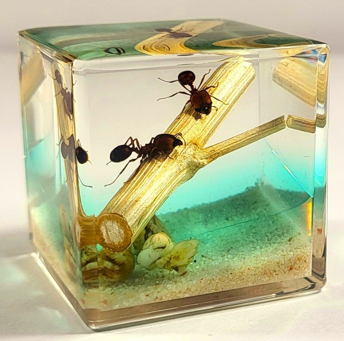 40mm Real Pair Ants in Nature in Clear Lucite Resin Diorama Paperweight Display