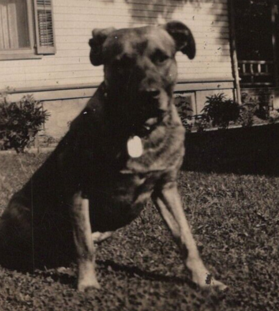5V Photograph 1927 Cute Adorable Beloved Pet Dog \