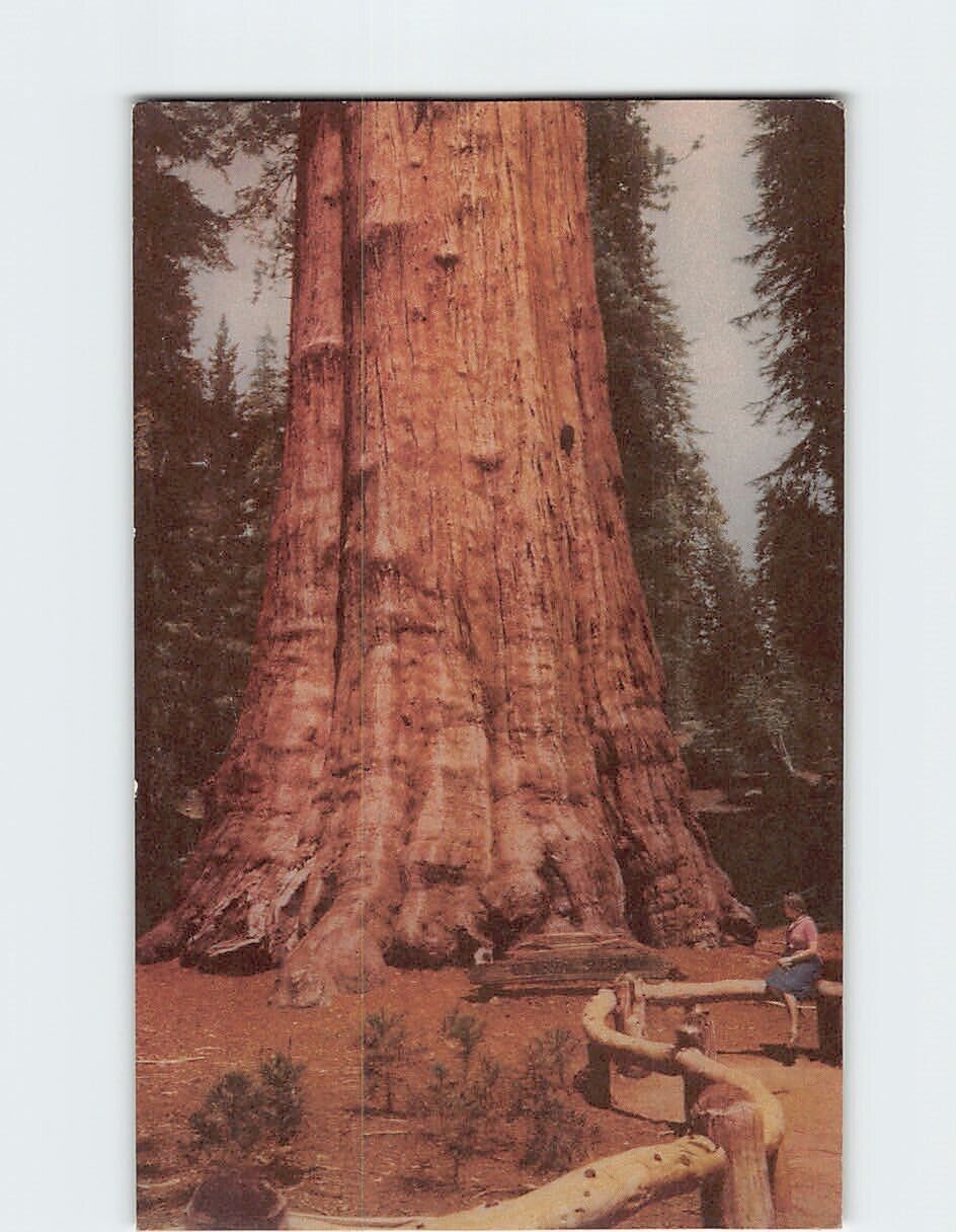 Postcard Sequoia National Park California USA