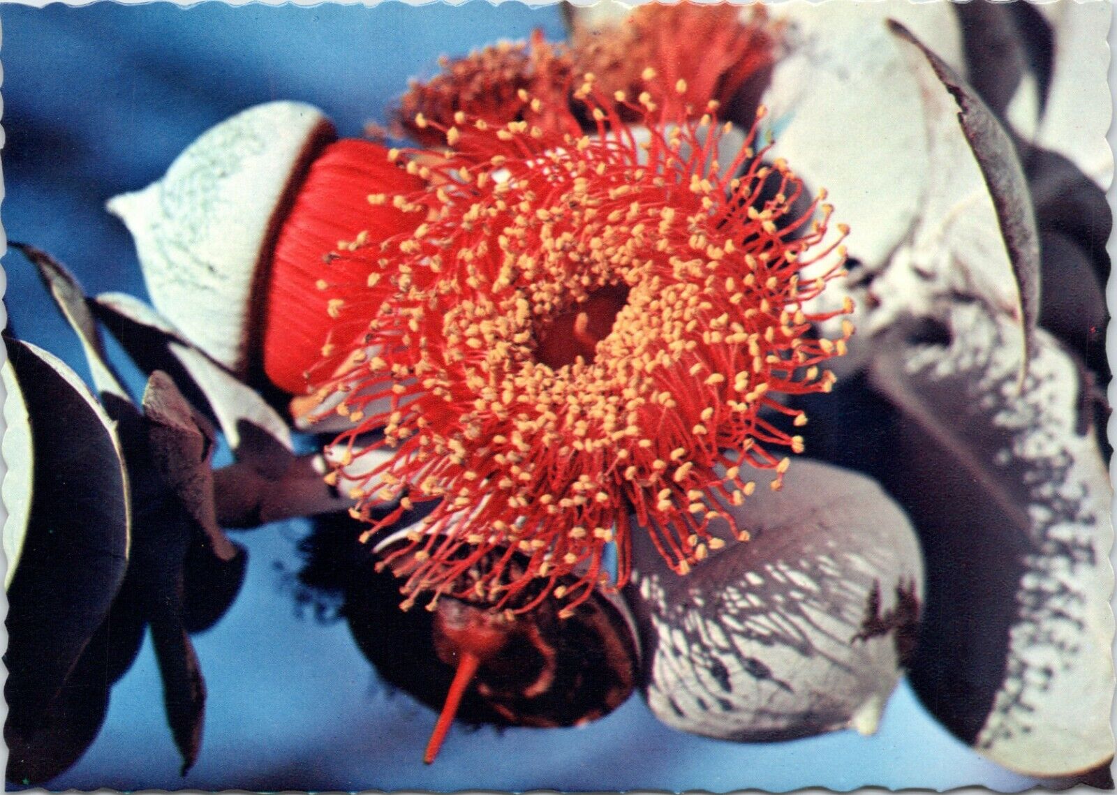 postcard Australian Flowers - Eucalyptus Blossom