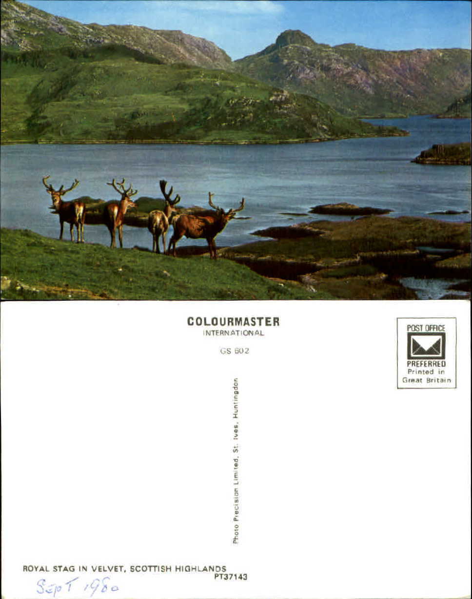 Royal Stag in Velvet Scottish Highlands United Kingdom UK unused old postcard
