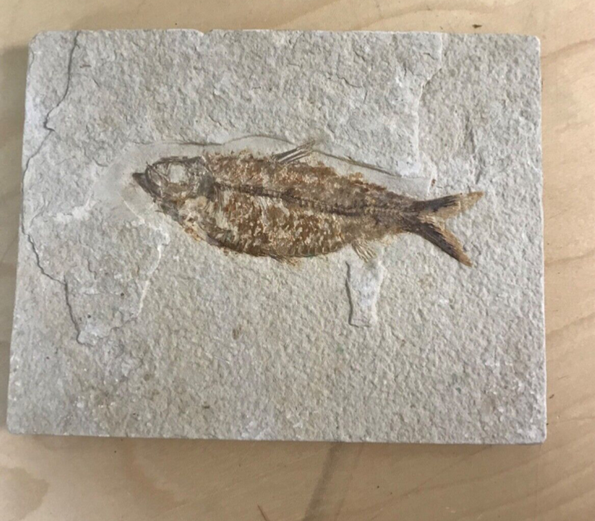 Large Fossil Fish Knightia Eocene Green River Formation Wyoming 55 mil years old
