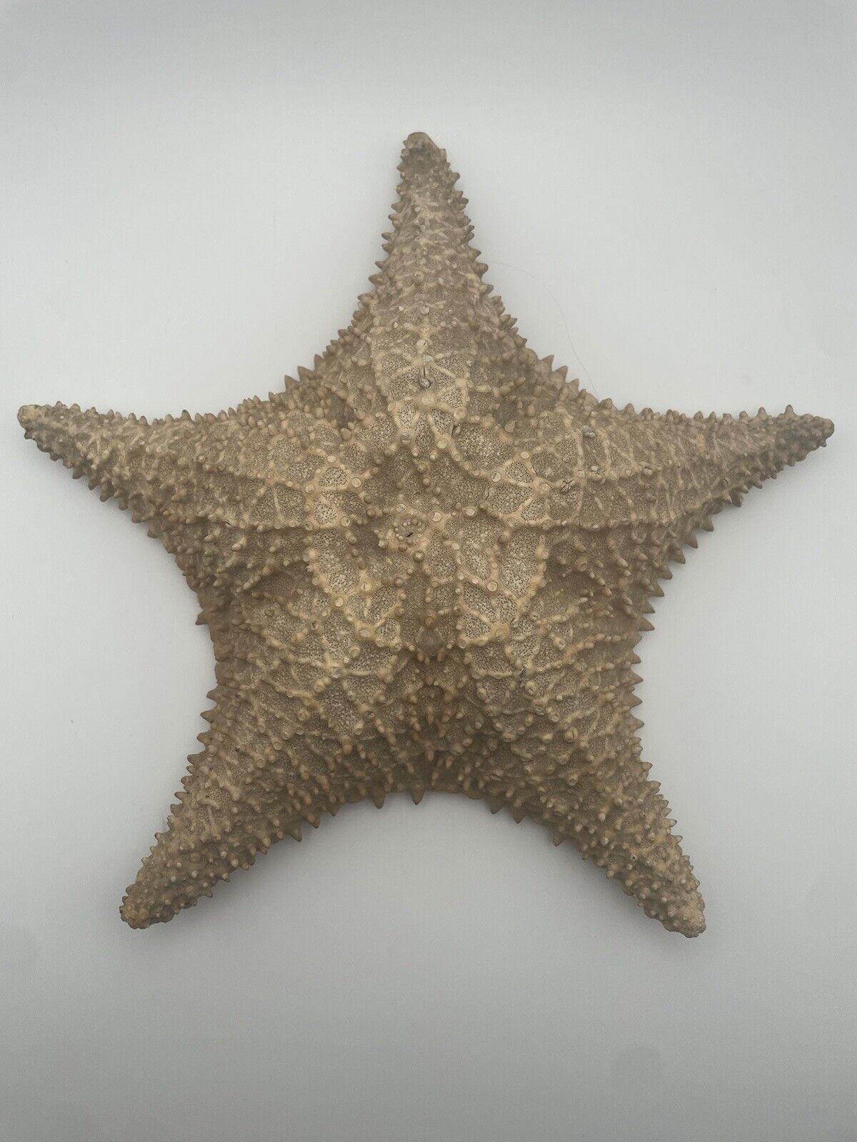 Real Starfish Large Dried Sea Star Nautical Ocean Art Maritime Decor