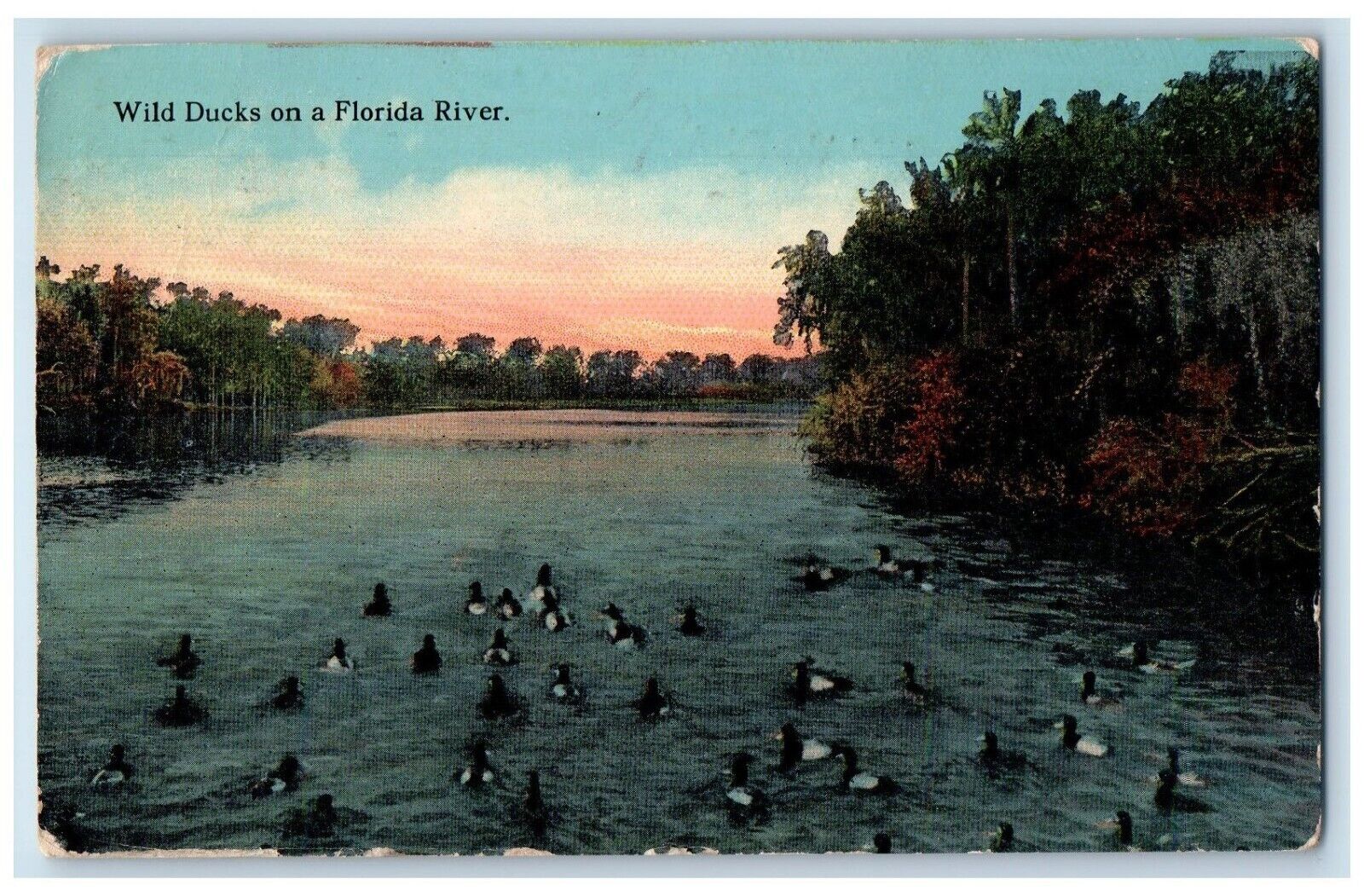 1913 View Of Wild Ducks On A Florida River Miami FL Posted Antique Postcard