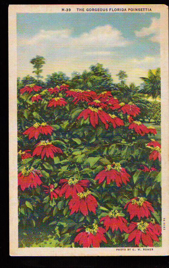 FLORIDA FL Gorgeous Florida Poinsettia Linen postcard