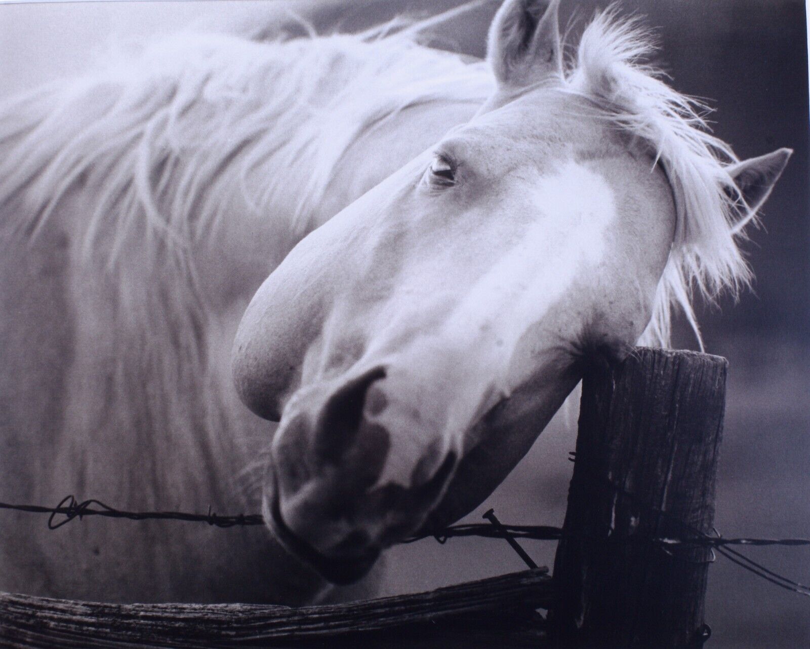 Original  Horse Southwest New Mexico  Photograph Signed