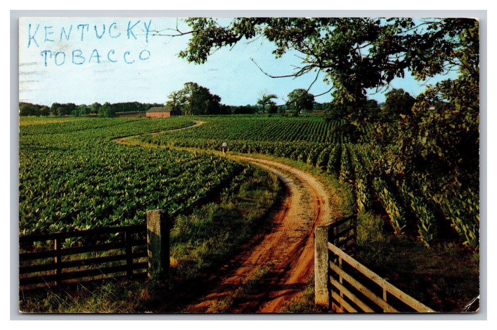 Georgetown KY Kentucky Tobacco Field Farm Chrome Postcard Posted 1956