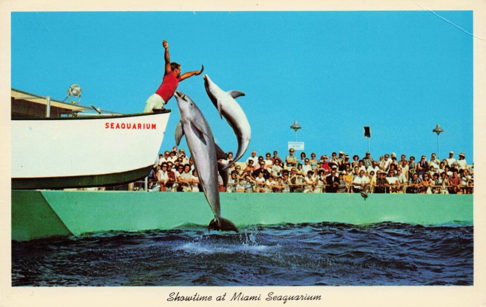 Postcard Showtime at Miami Seaquarium Miami Florida Chrome Vintage