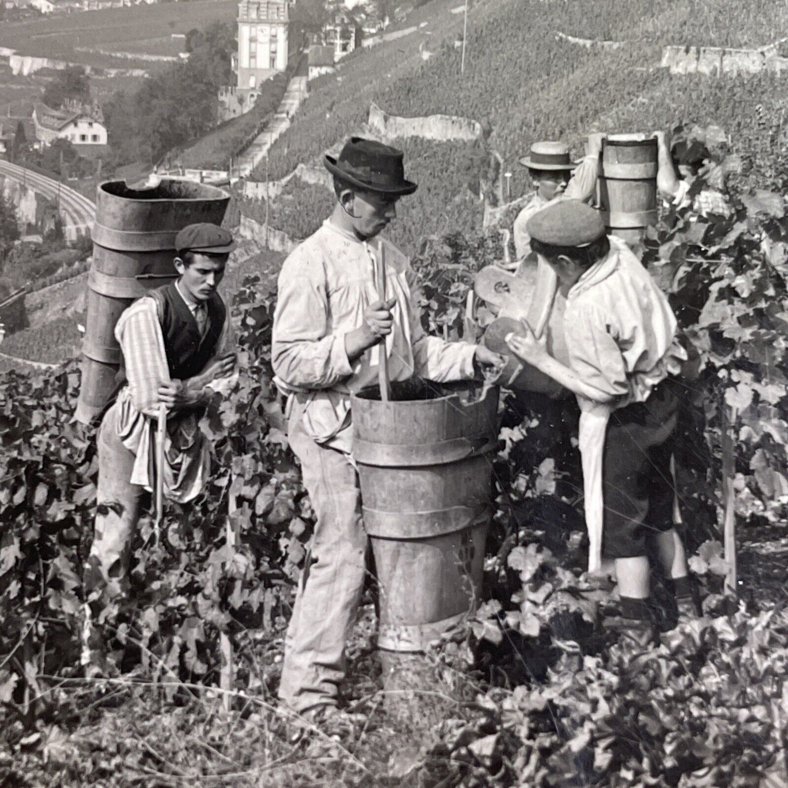 Antique 1918 Grape And Wine Vineyard Switzerland Stereoview Photo Card P1430