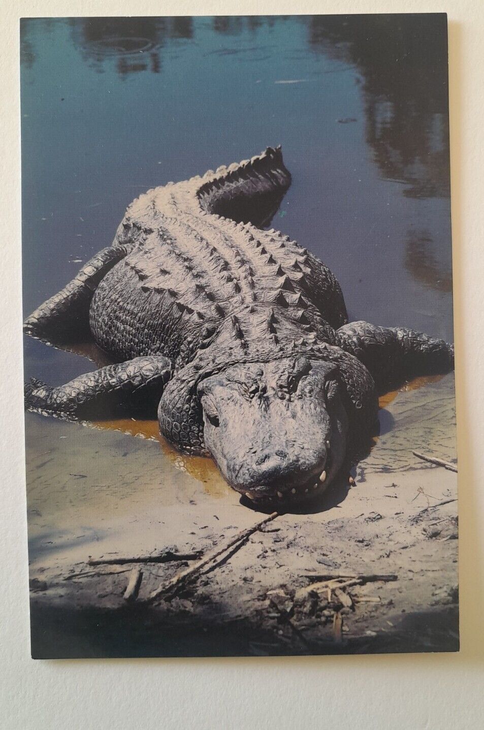 Large American Aliigator Merrit Island National Wildlife Postcard