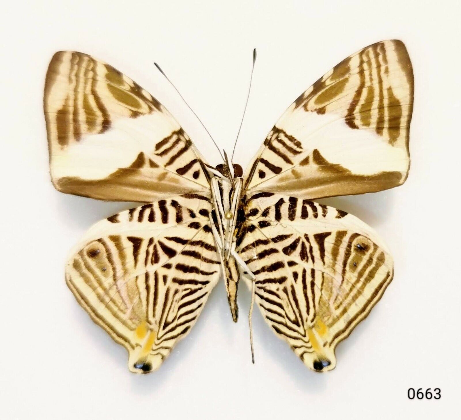 Nymphalidae Colobura dirce A1 from PERU - SELECTED - #0663