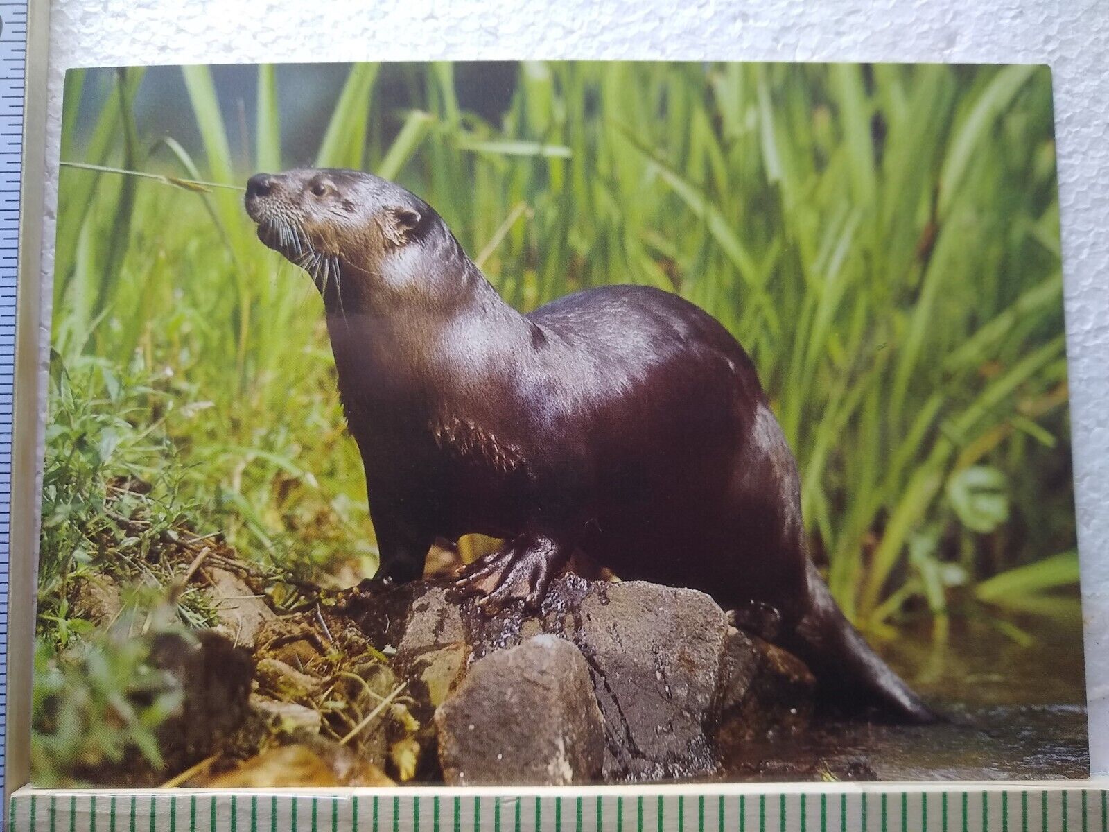 Postcard Otter North American Wildlife