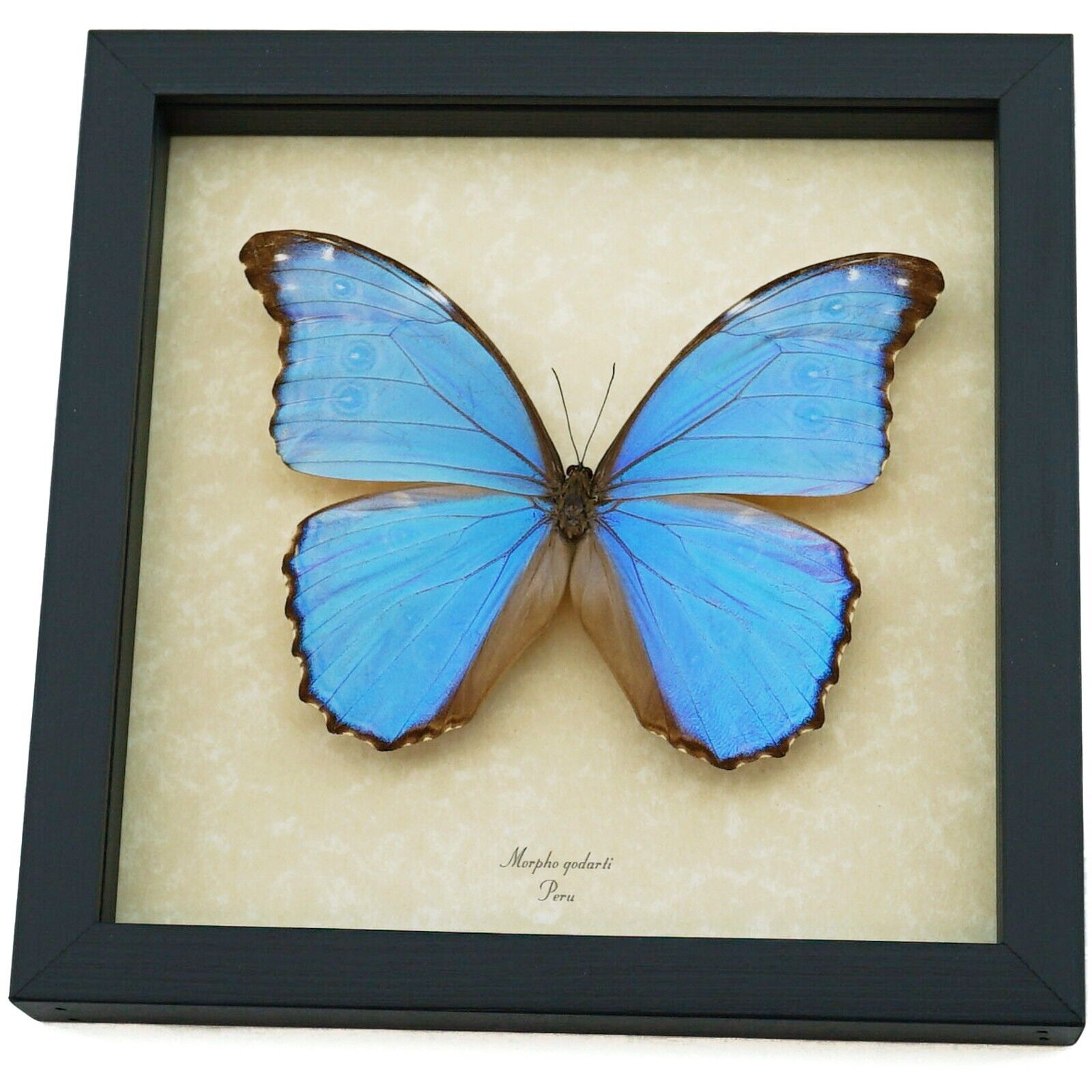 Real Purple Morpho Godarti Butterfly Framed Taxidermy Display