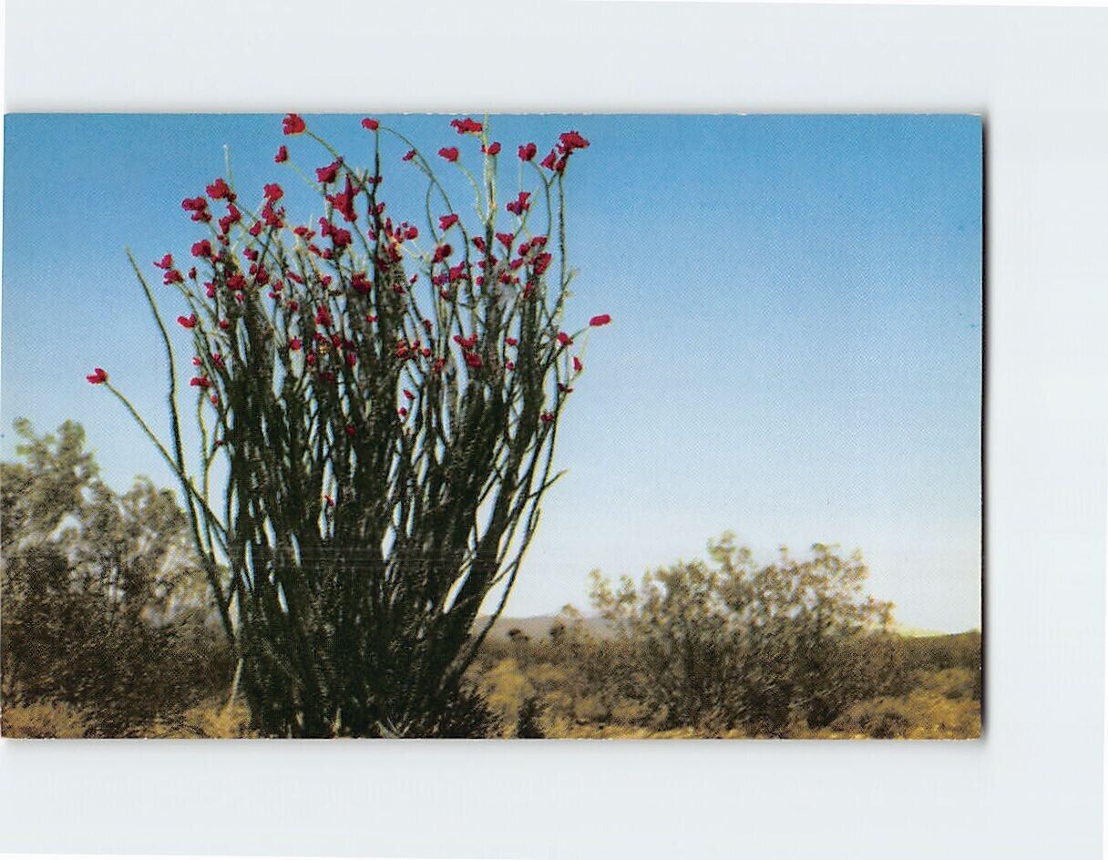 Postcard Ocotillo a Desert Plant Characteristic of the Southwest