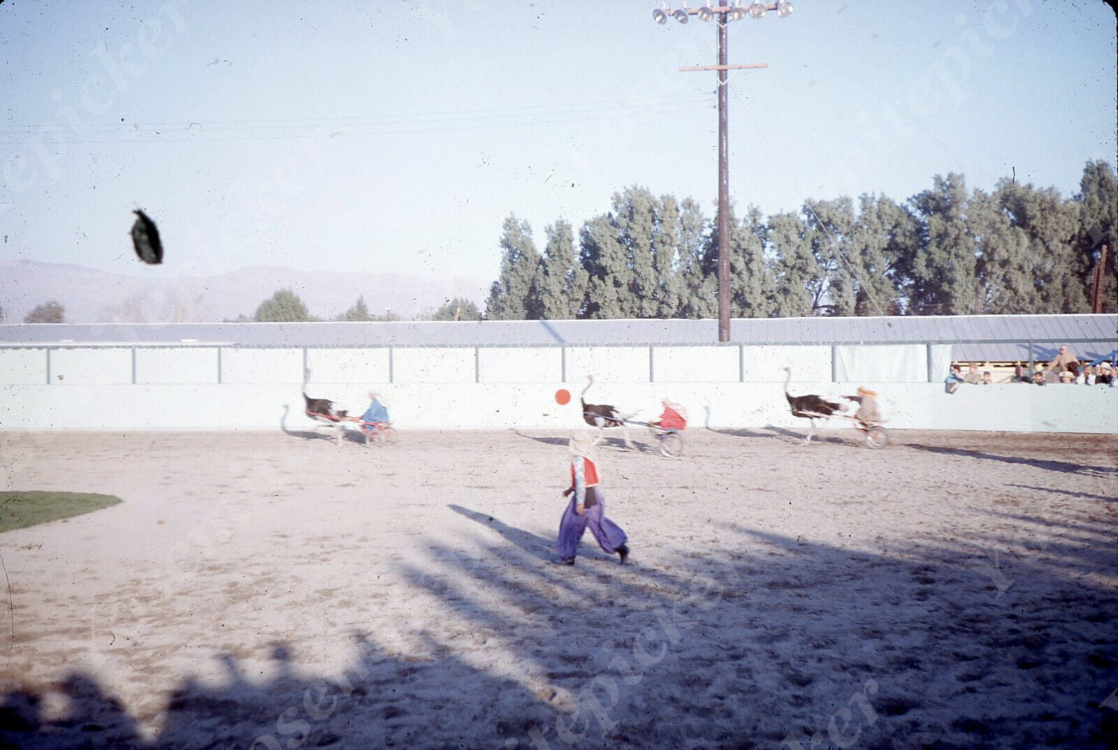 sl46  Original Slide 1964 Calif ostrich  race 702a