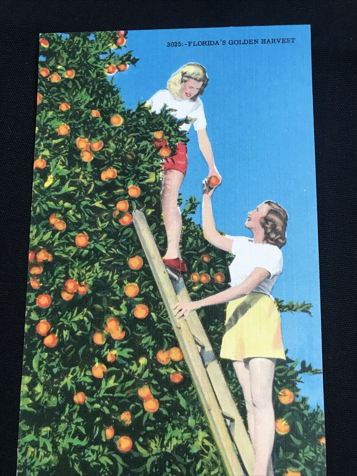 Florida’s Golden Harvest￼  Florida FL Fruit picking Linen postcard