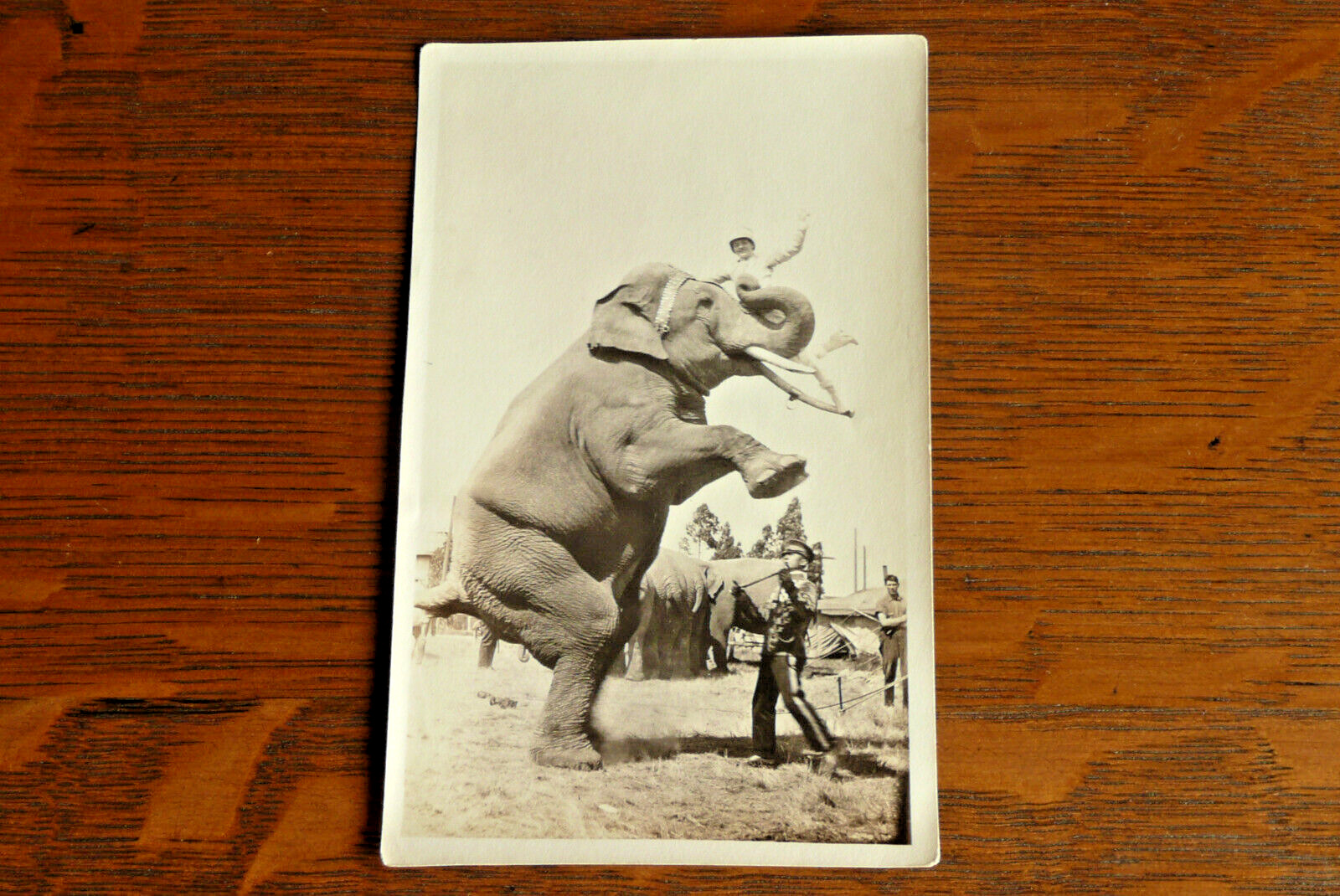 Antique Vintage Photo Someone Up High On Circus / Carnival Elephant Tusk Posing
