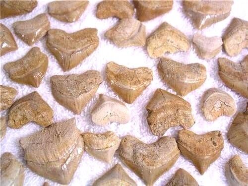 Shark teeth fossil Squalicorax Pristodontus Cretaceous Rare 12 tooth lot