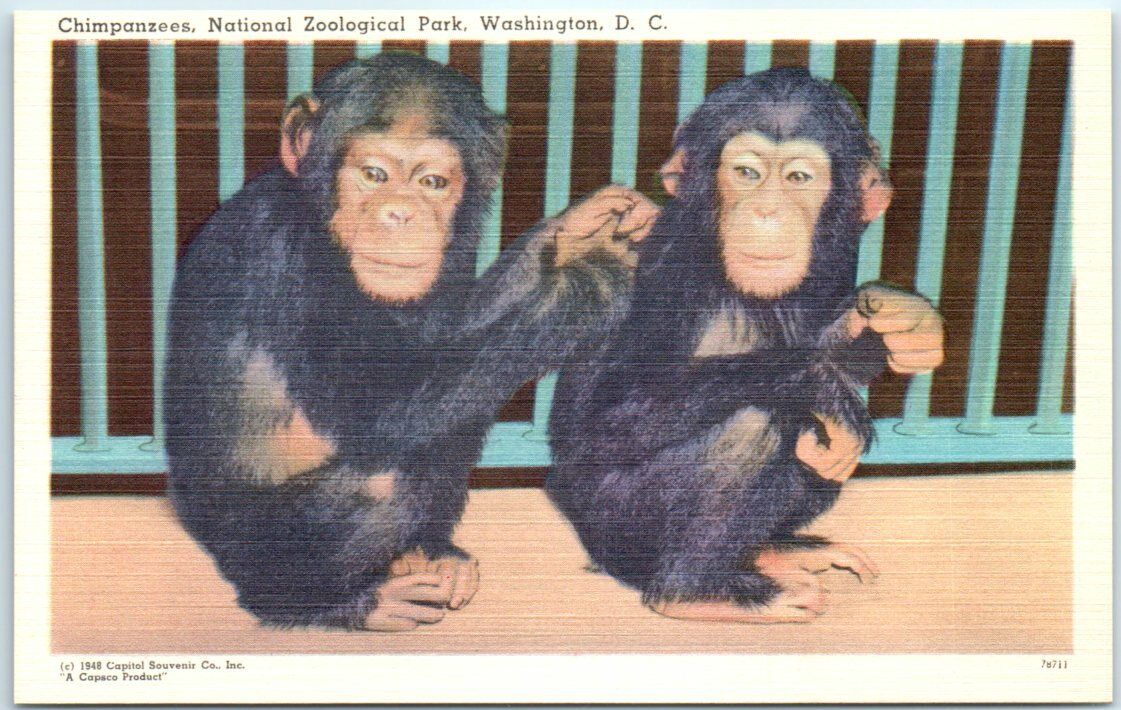 Chimpanzees, National Zoological Park, Washington, District of Columbia