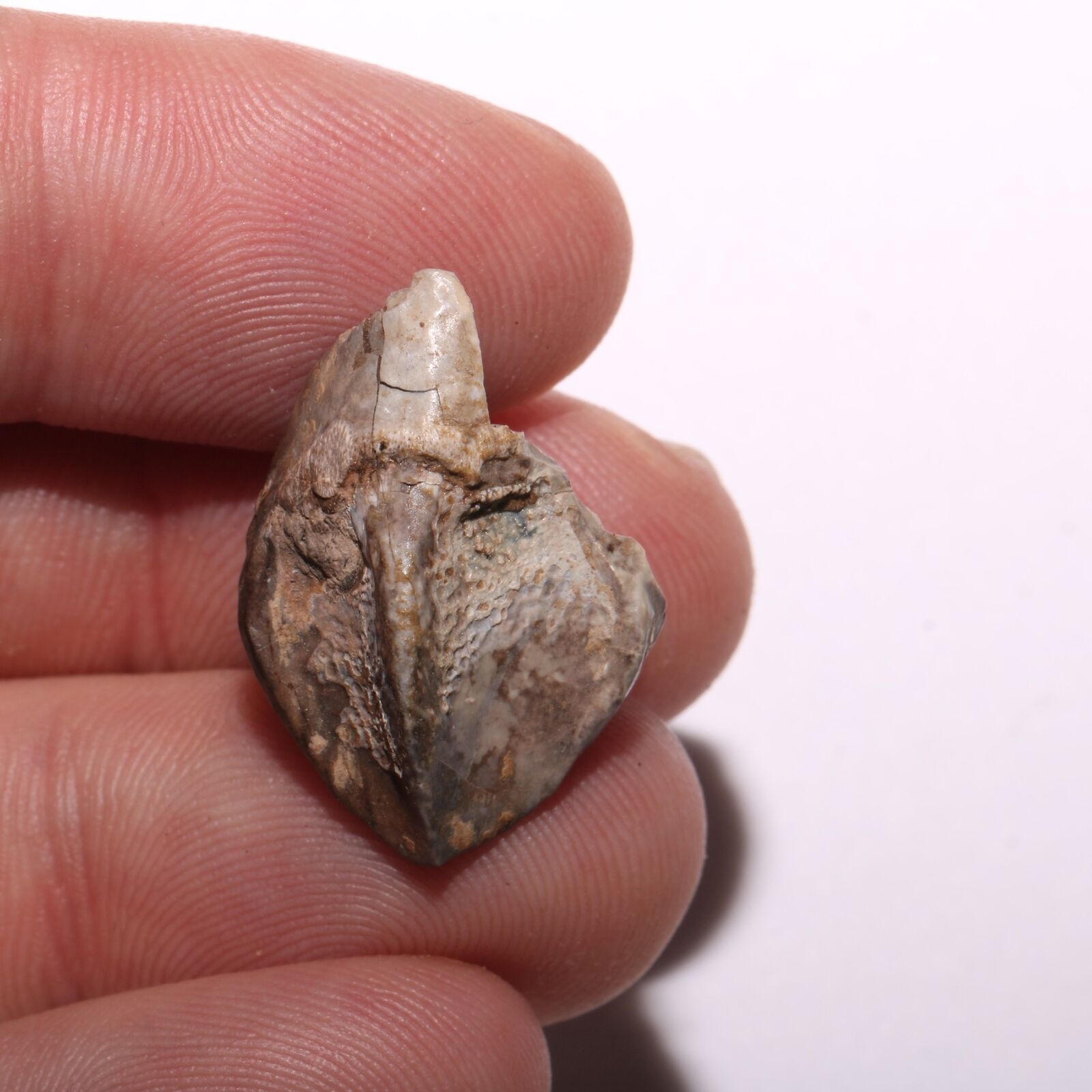 Triceratops Tooth Dinosaur Fossil - Gorgeous - Hell Creek Formation Cretaceous