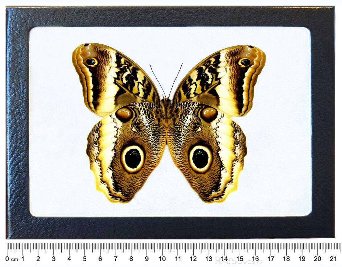 Caligo atreus owl butterfly verso Peru framed