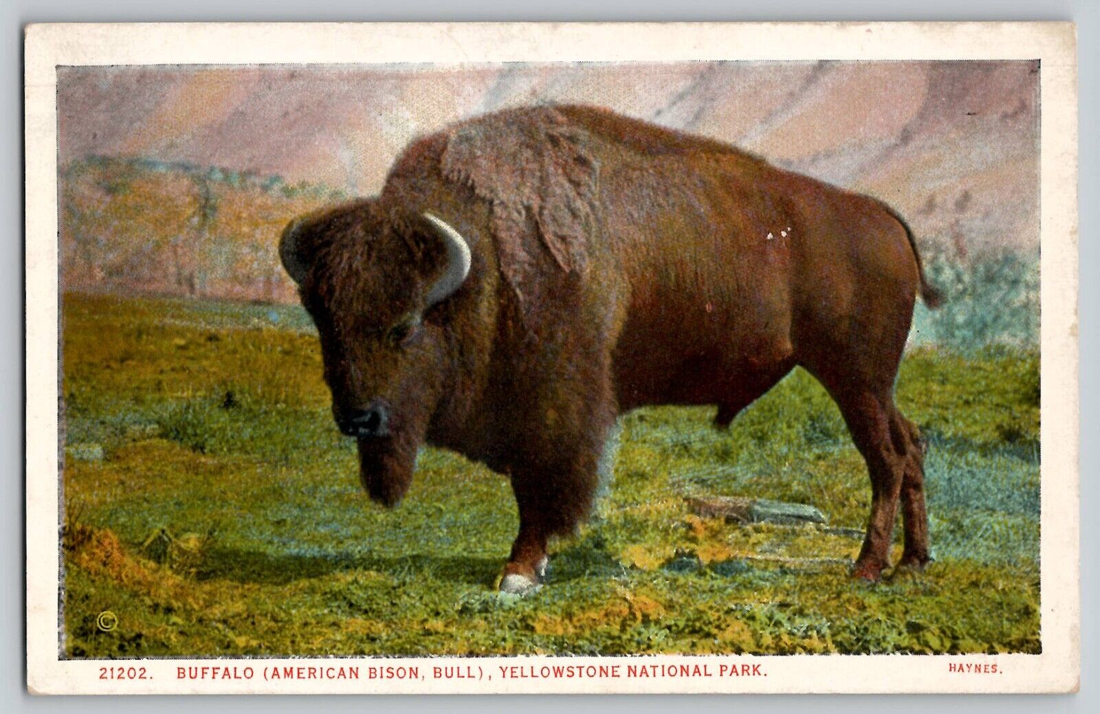 Yellowstone National Park Buffalo Bison Vintage WB Postcard 21202 Haynes 1920s