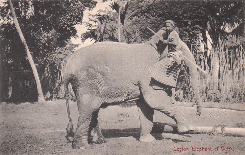 Postcard Ceylon Elephant at Work Sri Lanka