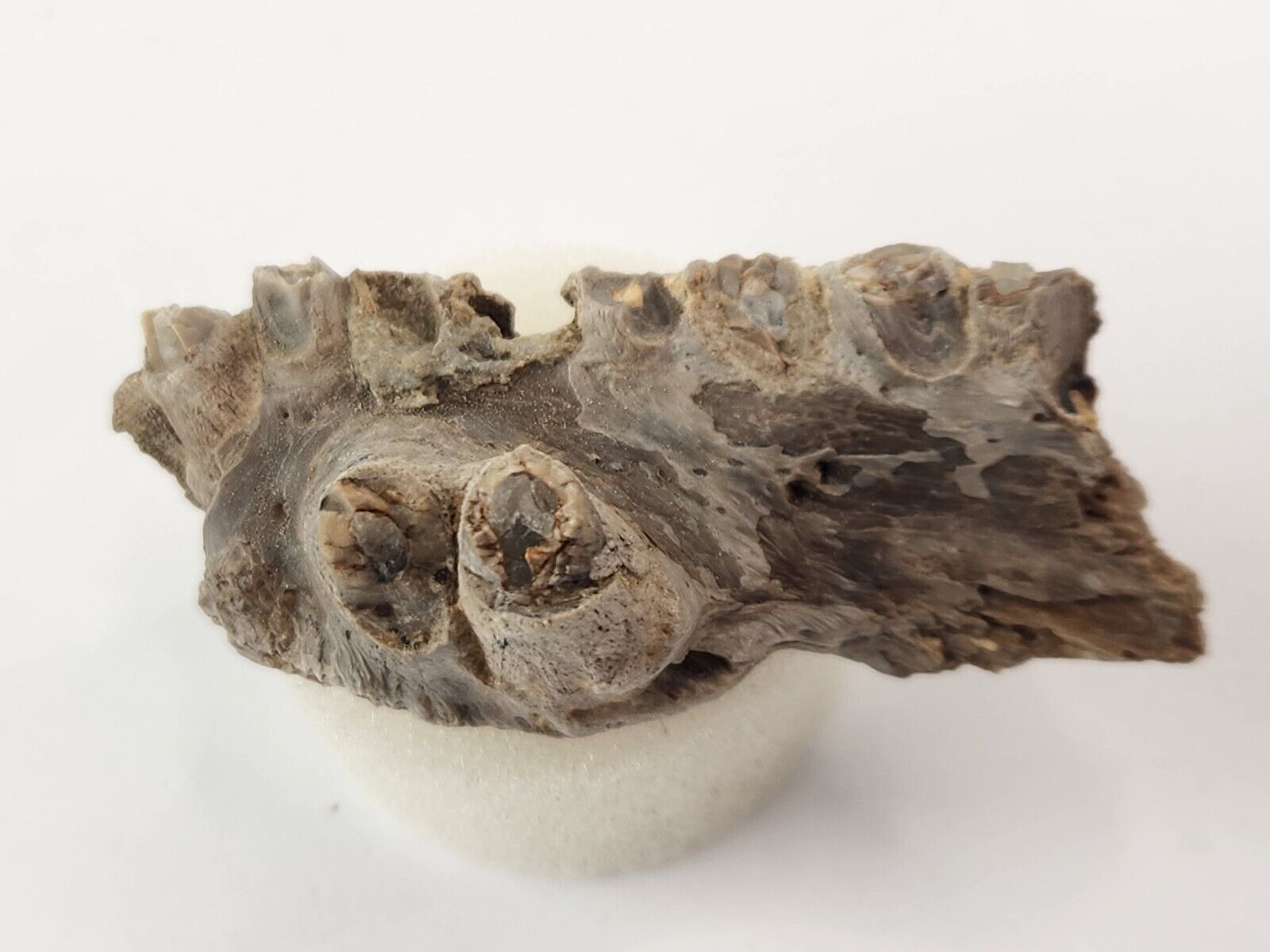 Pachyrhizodus Fish Jaw Fossil with Teeth - Niobrara Chalk Fm. - KS