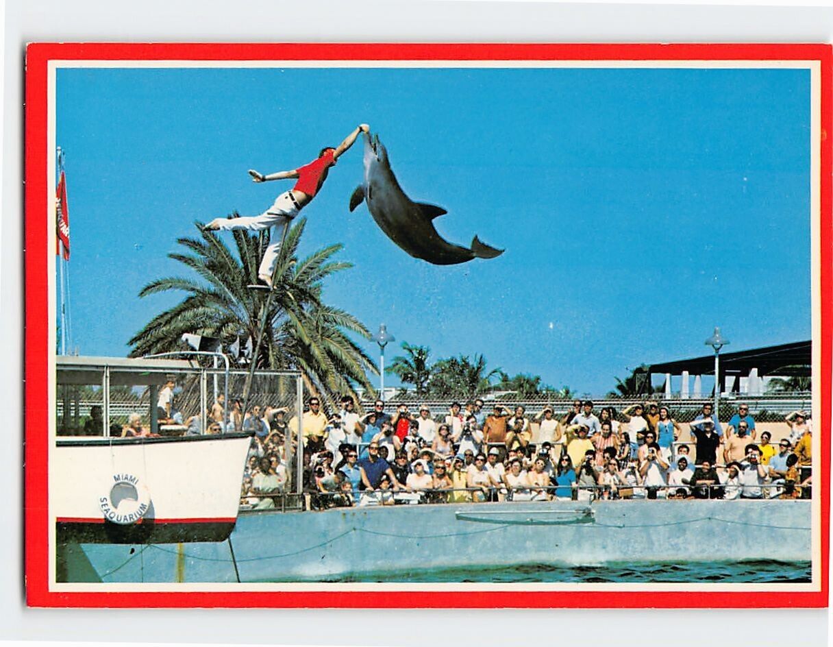 Postcard Playful Porpoises at The Fabulous Miami Seaquarium Florida USA