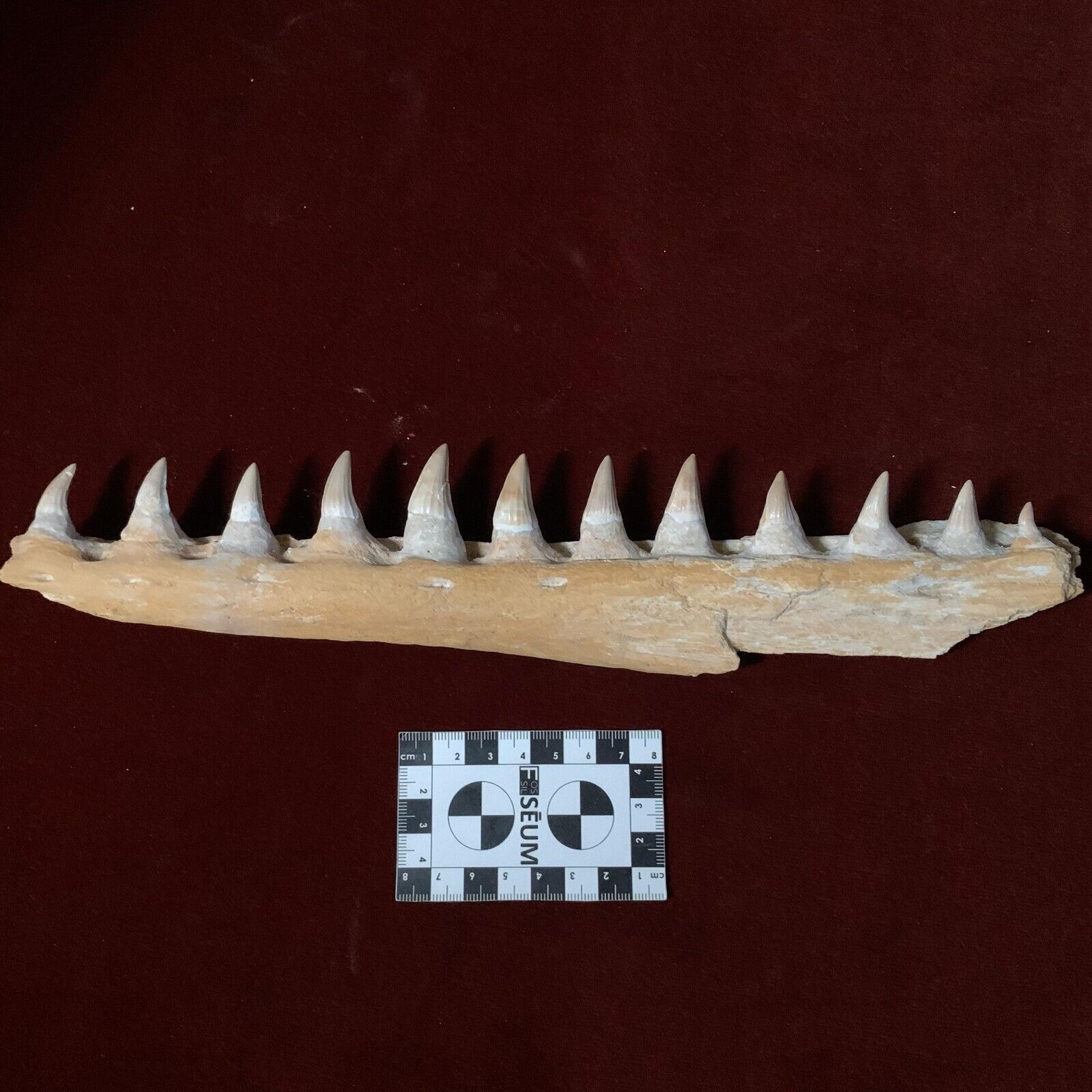 32 CM Mosasaur JAW Fossil With 12 Teeth Sea T.rex 100 Million Year Old Maxilla 