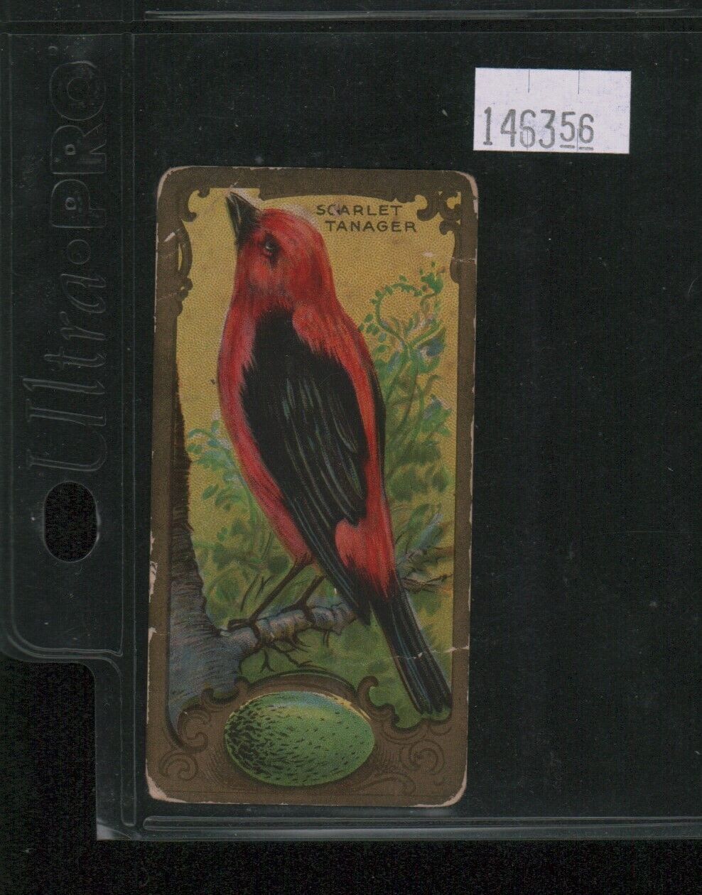 1910 E226 Lowney\'s Bird Studies #NNO Scarlet Tanager (146356)