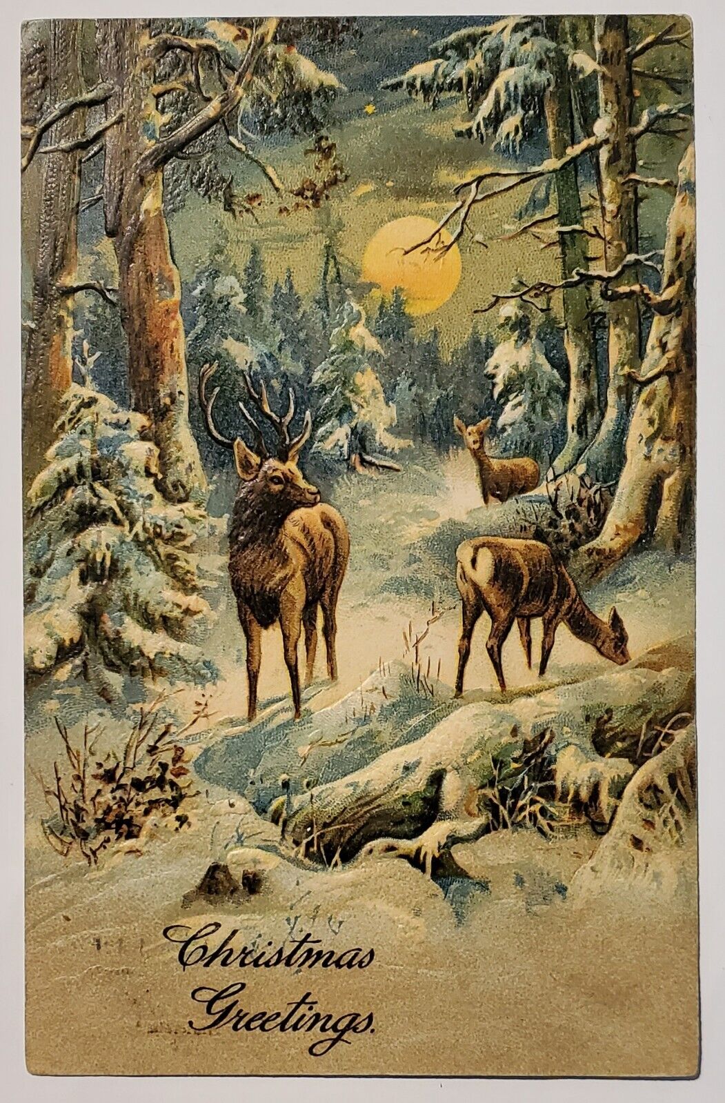 Christmas Greetings Beautiful Deer Buck Snow Forest Under The Moon Postcard O23
