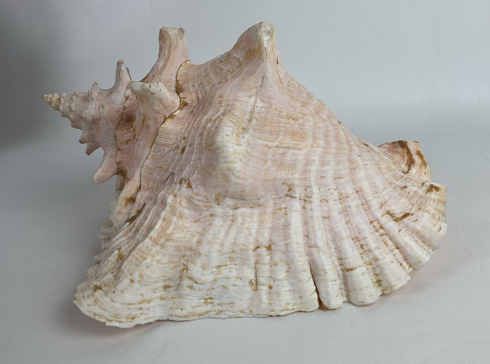 Huge Queen Conch Sea Shell 10.5” Unique Large Natural  Beach Decor Nautical