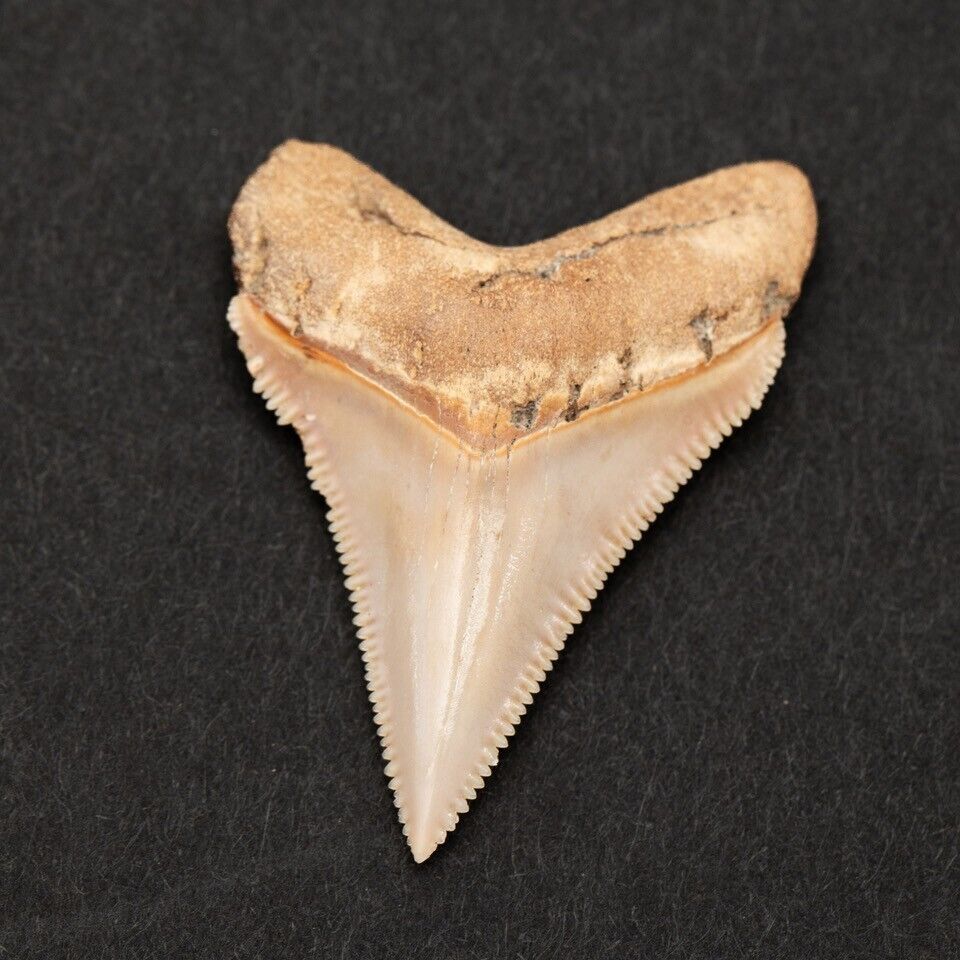 Razor Sharp serrated O. Chubutensis Shark Tooth - 100% Authentic Fossil