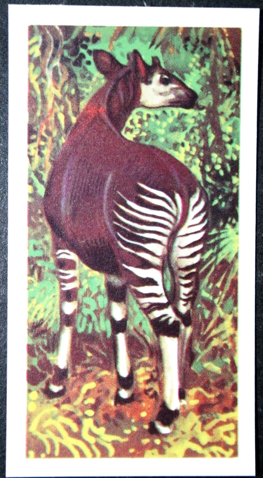 OKAPI    Vintage 1961 Illustrated  Wildlife Card   BD05M