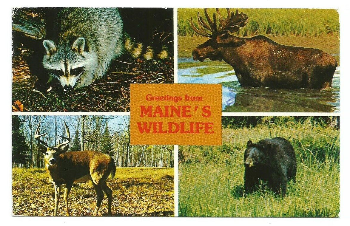 Maine ME Postcard Souvenir Wildlife Raccoon Moose Deer Bear