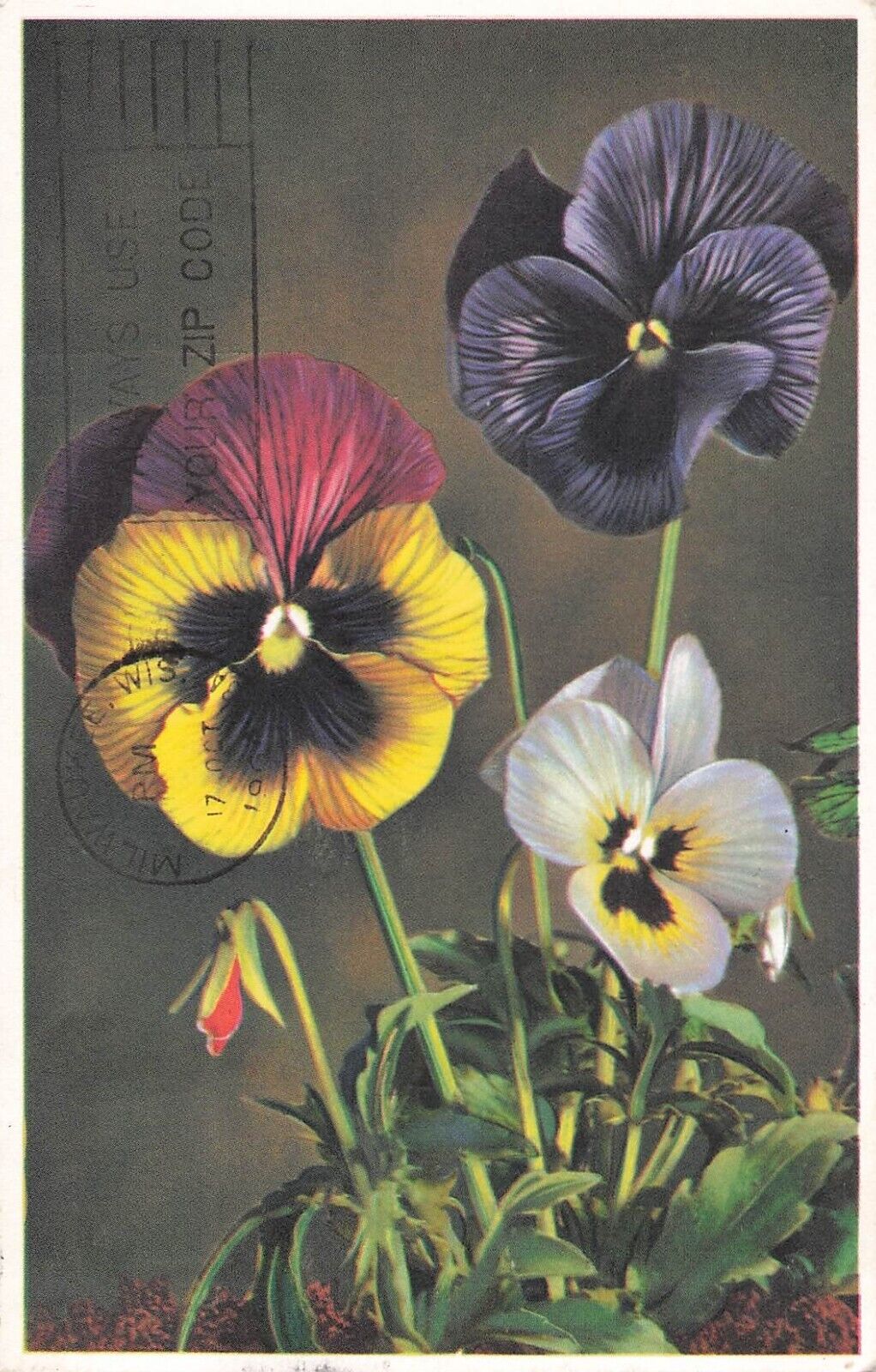 Flowers Pansy vintage postcard PM 1964