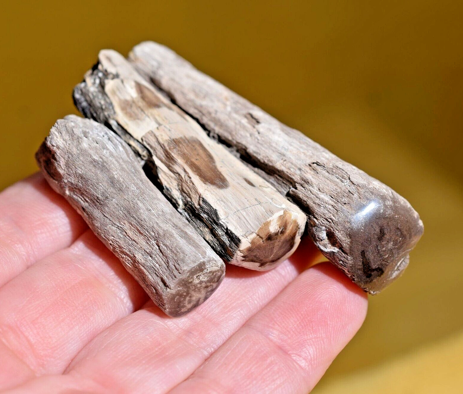 Polished Petrified Eocene Wood Small Limbs Bug Activity Eden Valley Wyoming