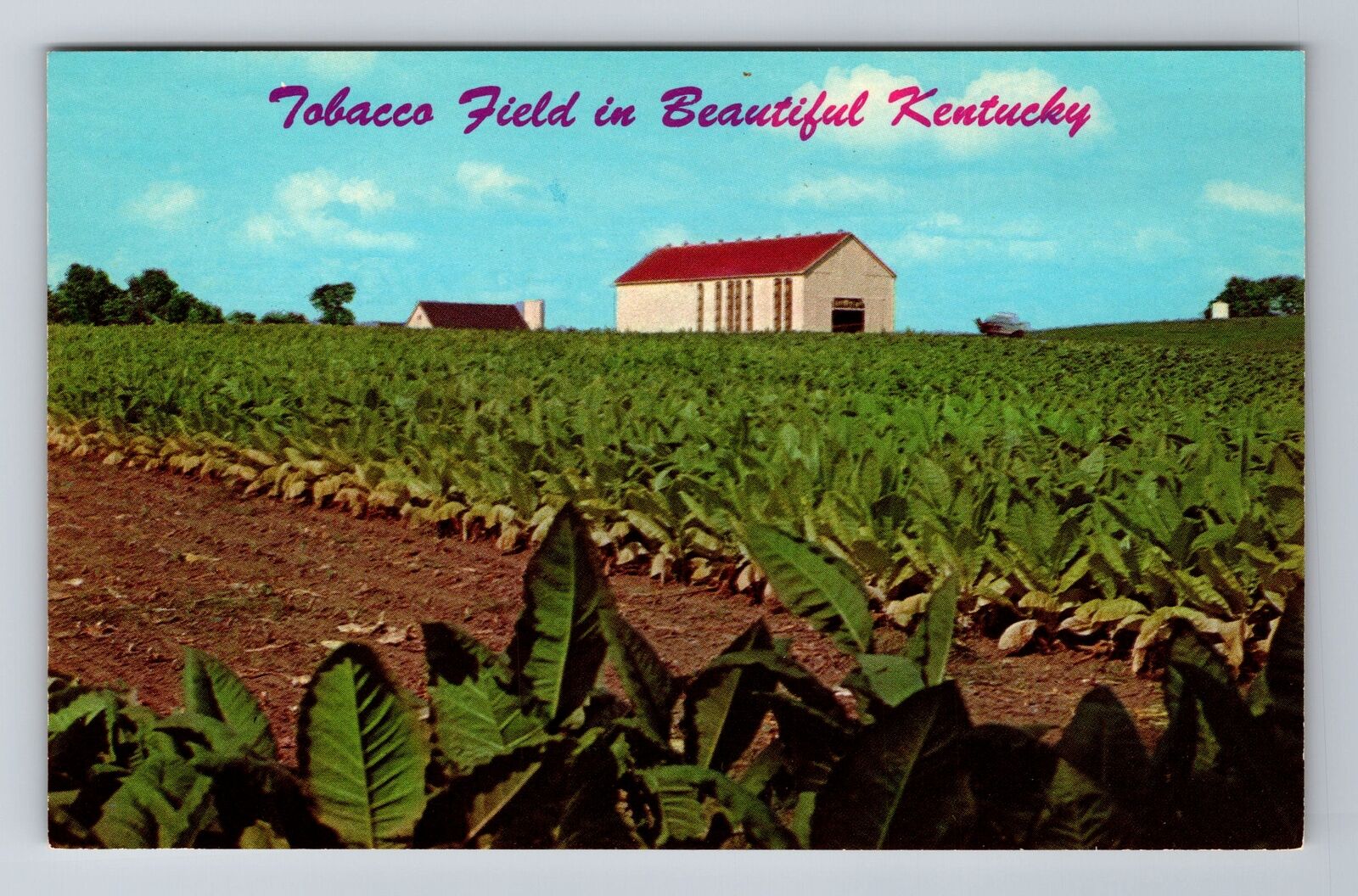 KY-Kentucky, Tobacco Field, Ripe Burley Tobacco, Antique Vintage Postcard