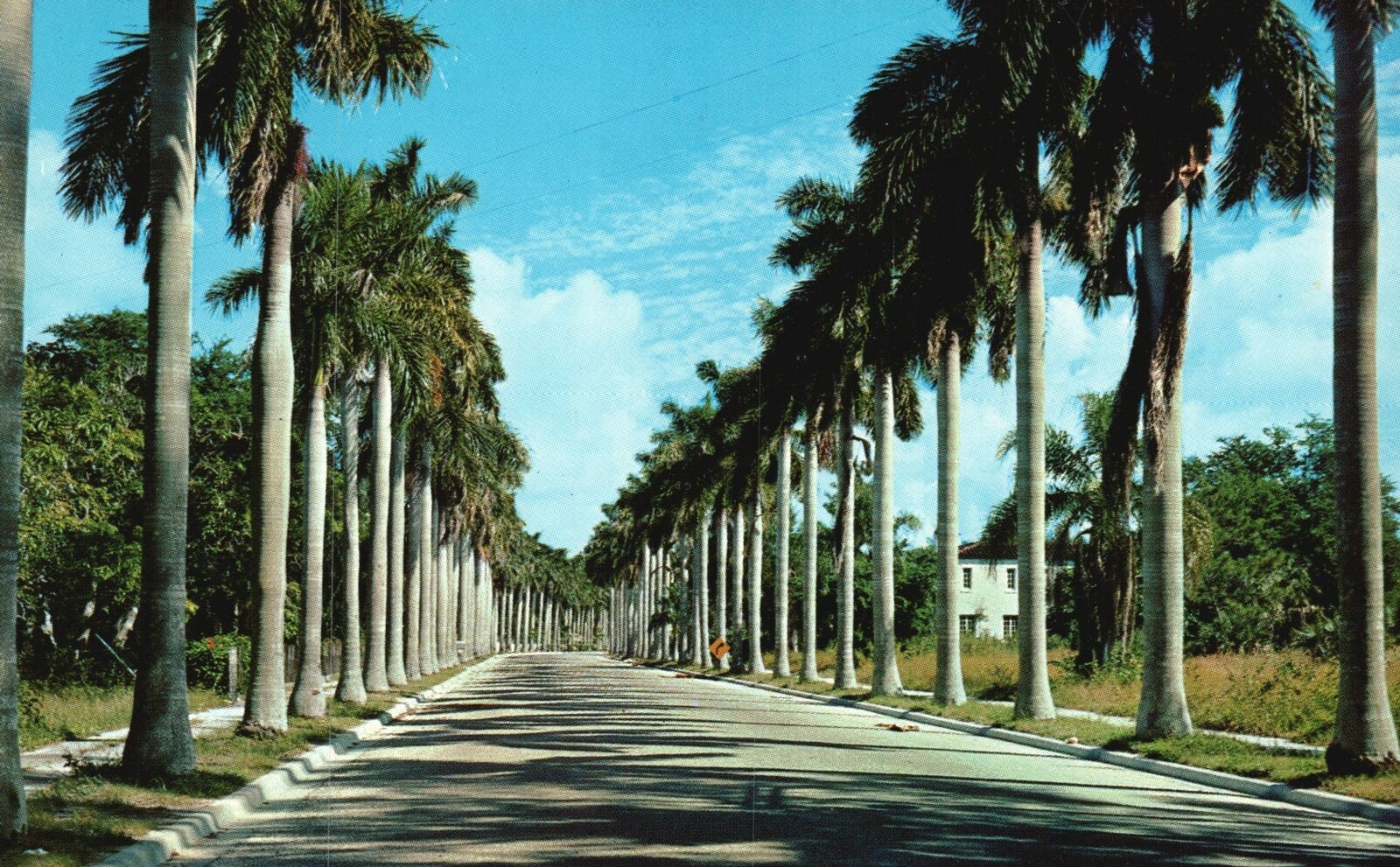 Vintage Postcard Majestic Royal Palms Wide Distinctive Avenue Southern Beauty