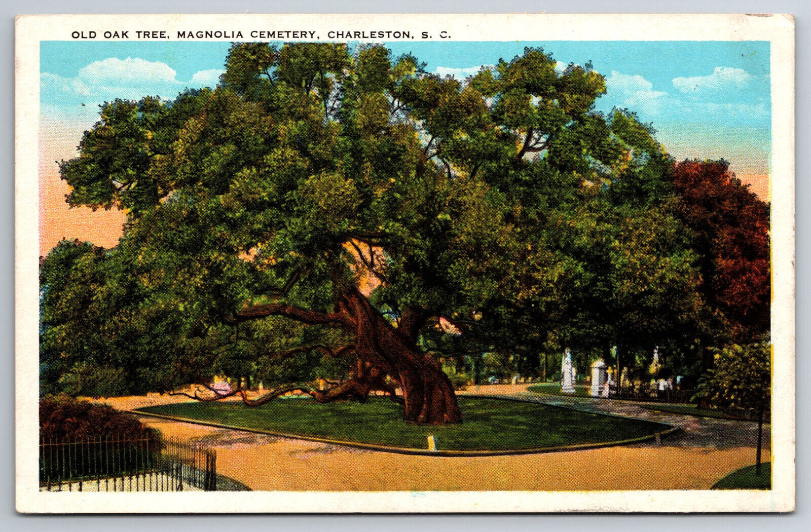 Vintage Postcard SC Charleston Magnolia Cemetery Old Oak Tree -2820