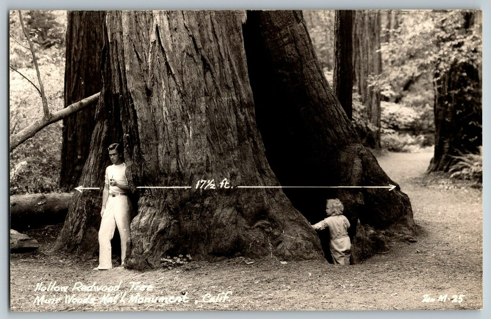 RPPC Vintage Postcard - California - Muir Wood National Monu Hollow Redwood Tree