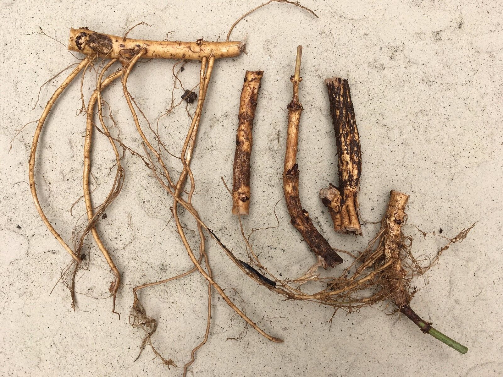 Ideal Mother\'s or Father\'s Day Gifts, 20 Organic Cascade Hop Rhizomes, $110.