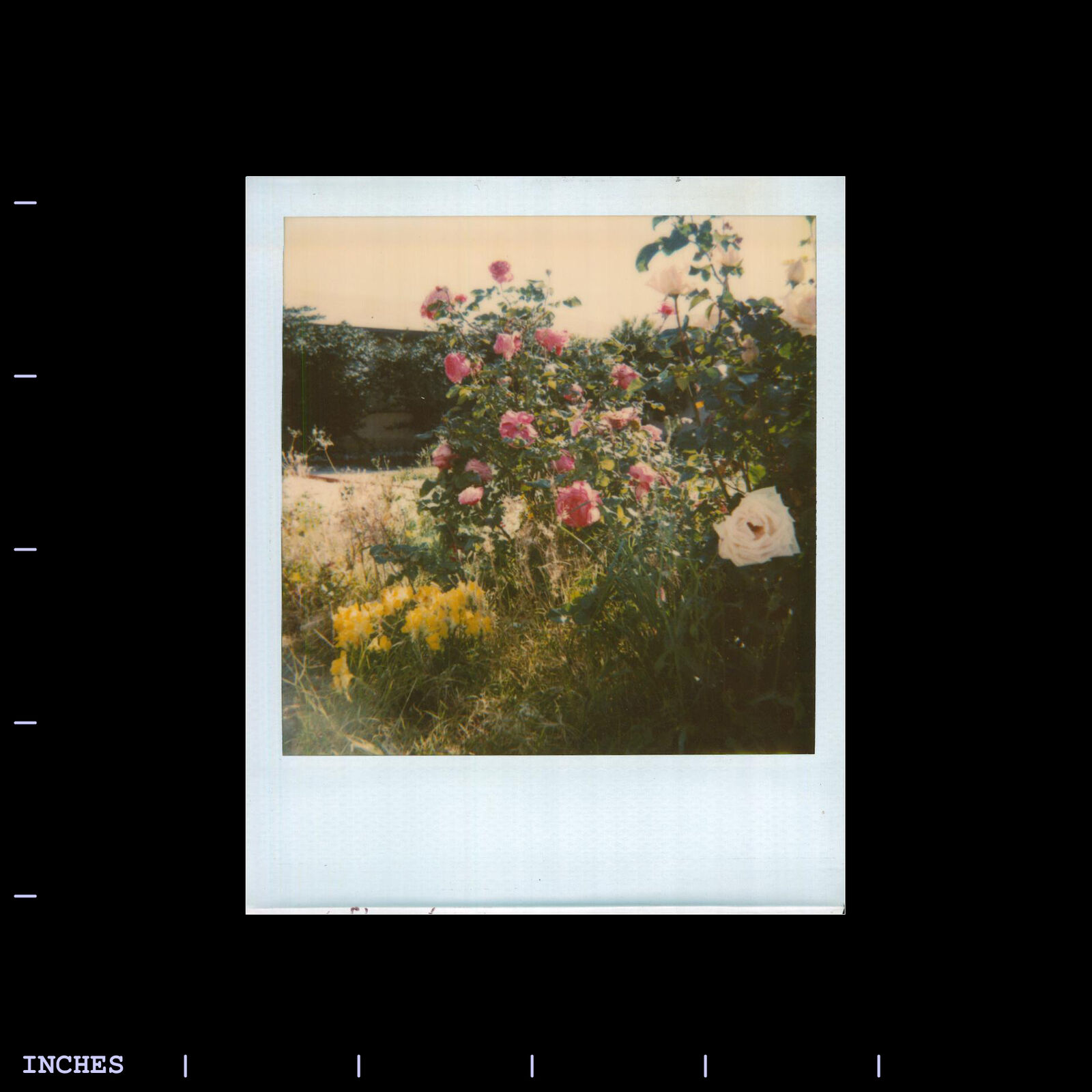 Old Polaroid Photo CLOSE-UP OF FLOWERS DESERT HOT SPRINGS CALIFORNIA