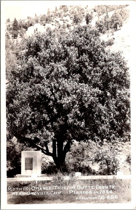 RPPC Postcard Mother Orange Tree Butte County Oroville CA c.1925-1942      20173