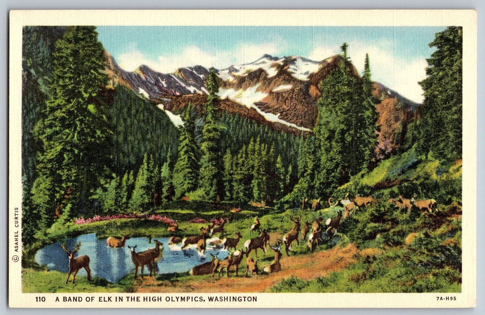 Olympia, Washington WA - A Band of Elk in the High Olympics - Vintage Postcard