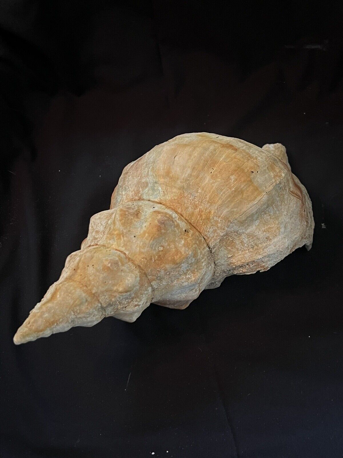 RARE Fossilized HORSE CONCH Shell From Central Florida, Pliocene Era.