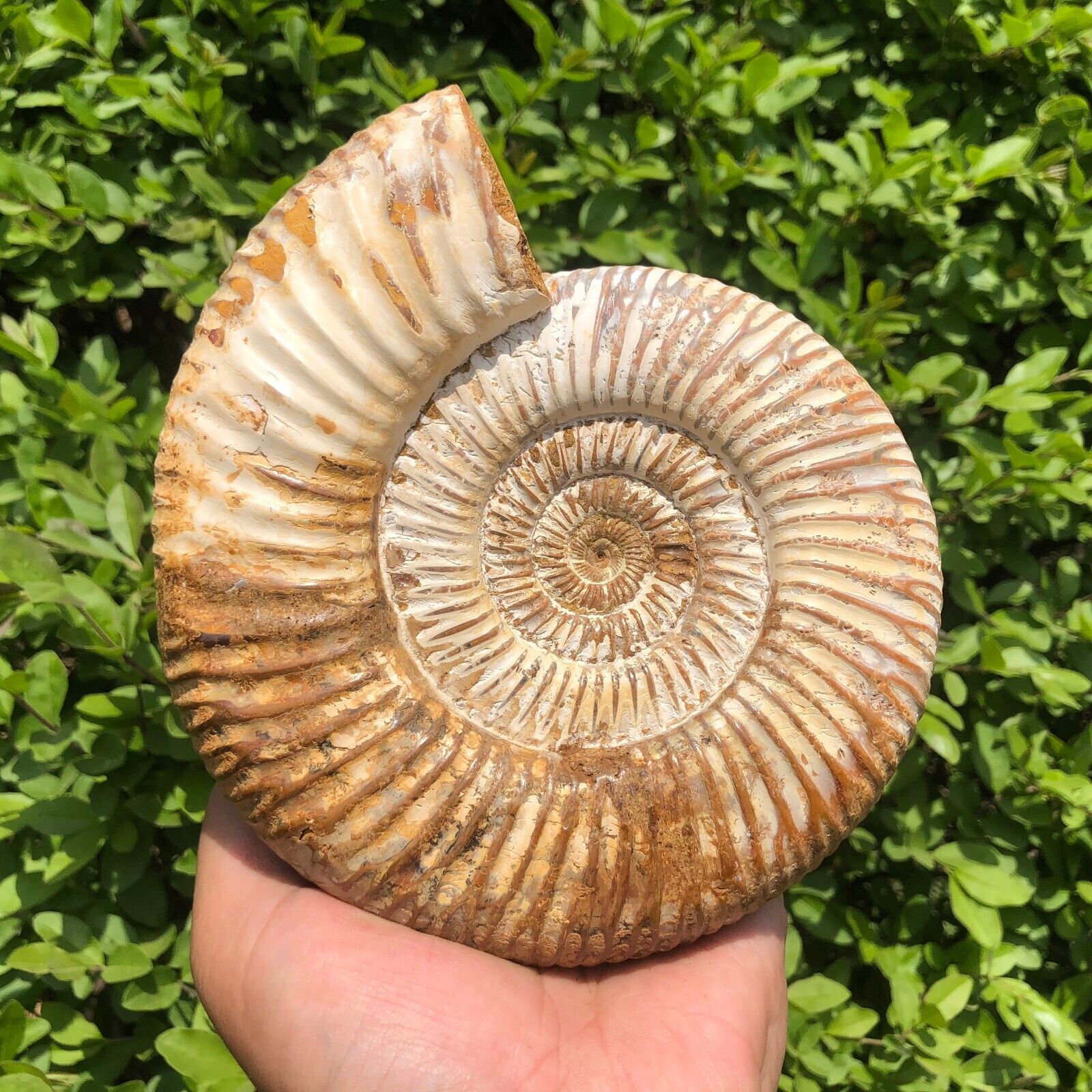 1210g Whole natural ammonite fossil conch crystal specimen healing