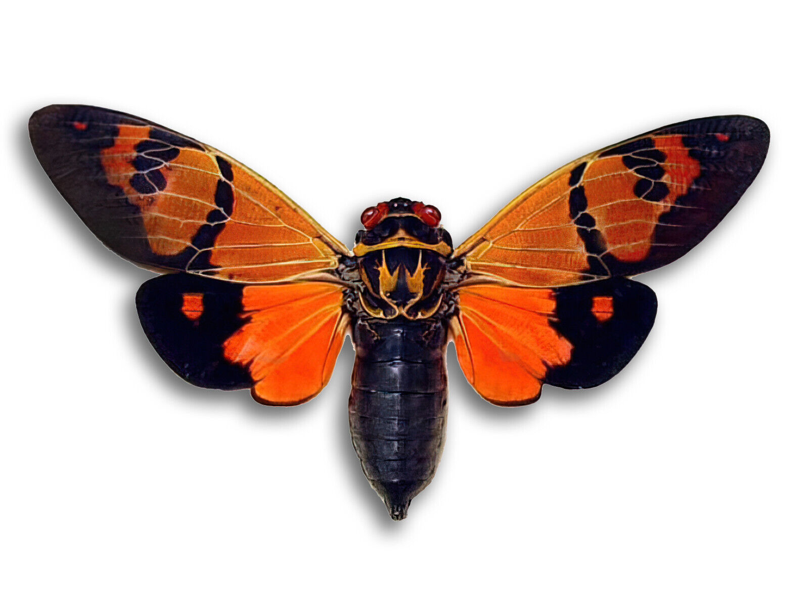 Real gaeana festiva Orange Type Unmounted Cicada Butterfly Ready Ship USA