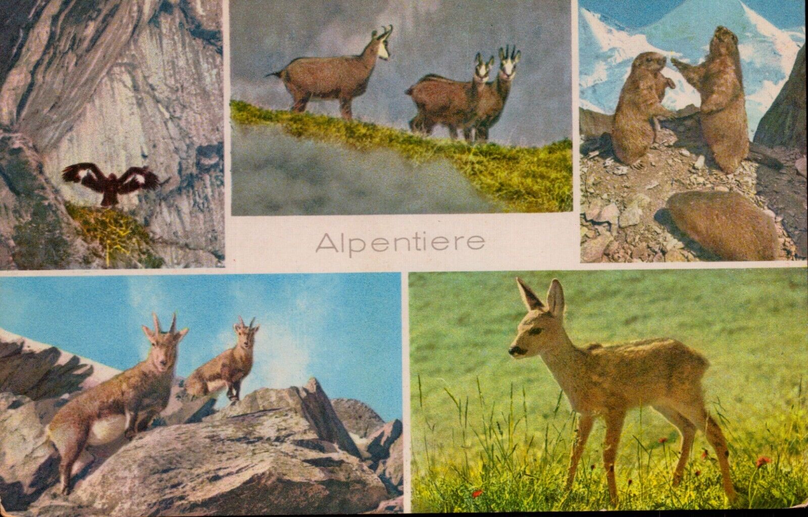 Postcard Alpentiere Alder Gemsen Murmeltiere Steinwild Reh Mountains wildlife 